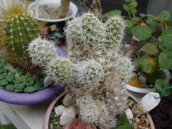 Cumulopuntia_sphaerica_1